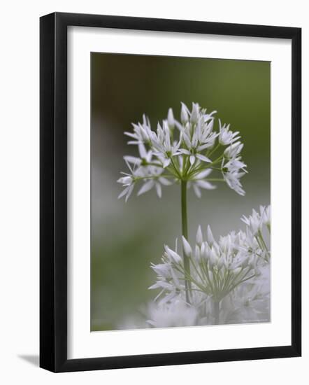 Close-Up of Wild Garlic Flower, Lancashire, England, United Kingdom-Ann & Steve Toon-Framed Photographic Print