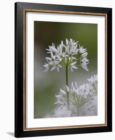 Close-Up of Wild Garlic Flower, Lancashire, England, United Kingdom-Ann & Steve Toon-Framed Photographic Print