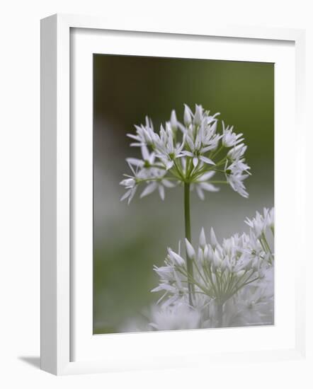 Close-Up of Wild Garlic Flower, Lancashire, England, United Kingdom-Ann & Steve Toon-Framed Photographic Print