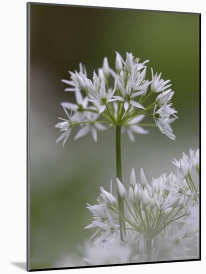 Close-Up of Wild Garlic Flower, Lancashire, England, United Kingdom-Ann & Steve Toon-Mounted Photographic Print