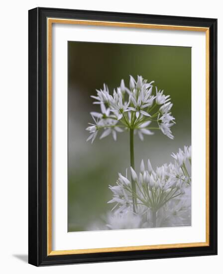 Close-Up of Wild Garlic Flower, Lancashire, England, United Kingdom-Ann & Steve Toon-Framed Photographic Print