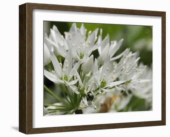 Close-Up of Wild Garlic (Ramsons) (Allium Ursinum) Carpeting Woodland Floor, Wiltshire, England, UK-Nick Upton-Framed Photographic Print