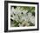 Close-Up of Wild Garlic (Ramsons) (Allium Ursinum) Carpeting Woodland Floor, Wiltshire, England, UK-Nick Upton-Framed Photographic Print