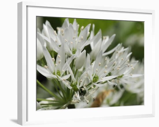 Close-Up of Wild Garlic (Ramsons) (Allium Ursinum) Carpeting Woodland Floor, Wiltshire, England, UK-Nick Upton-Framed Photographic Print