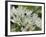 Close-Up of Wild Garlic (Ramsons) (Allium Ursinum) Carpeting Woodland Floor, Wiltshire, England, UK-Nick Upton-Framed Photographic Print