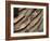 Close-up of wild turkey tail feathers-Maresa Pryor-Framed Photographic Print