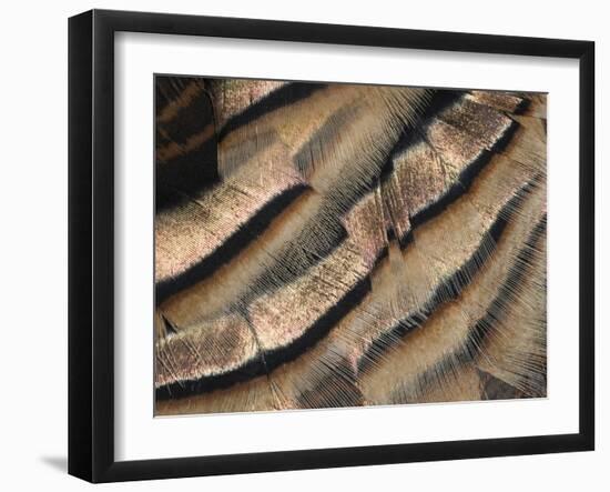 Close-up of wild turkey tail feathers-Maresa Pryor-Framed Photographic Print