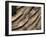 Close-up of wild turkey tail feathers-Maresa Pryor-Framed Photographic Print