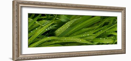 Close-Up of Wild Wet Grass-null-Framed Photographic Print