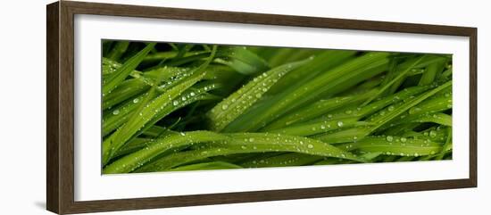 Close-Up of Wild Wet Grass-null-Framed Photographic Print
