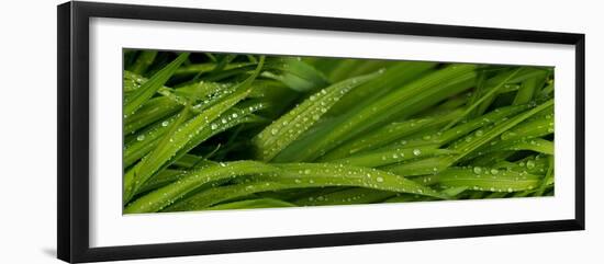 Close-Up of Wild Wet Grass-null-Framed Photographic Print