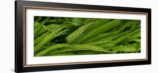 Close-Up of Wild Wet Grass-null-Framed Photographic Print