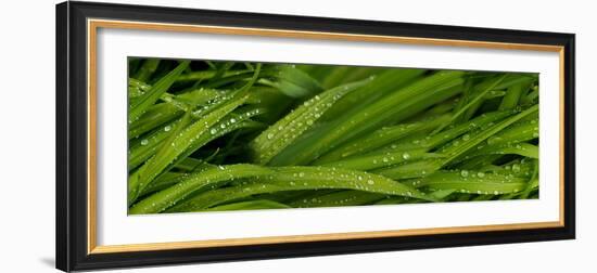 Close-Up of Wild Wet Grass-null-Framed Photographic Print