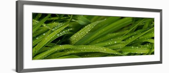 Close-Up of Wild Wet Grass-null-Framed Photographic Print