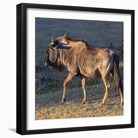 Close-up of wildebeest, aka Gnu. Camelthorn Lodge. Hwange National Park. Zimbabwe.-Tom Norring-Framed Photographic Print