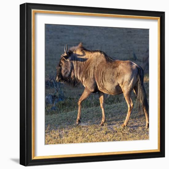 Close-up of wildebeest, aka Gnu. Camelthorn Lodge. Hwange National Park. Zimbabwe.-Tom Norring-Framed Photographic Print