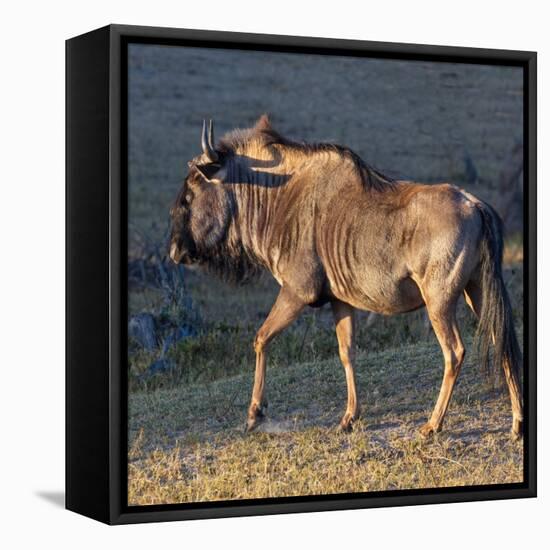 Close-up of wildebeest, aka Gnu. Camelthorn Lodge. Hwange National Park. Zimbabwe.-Tom Norring-Framed Premier Image Canvas