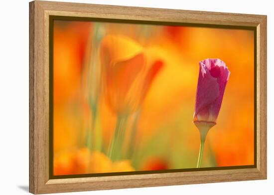 Close-Up of Wildflower-Craig Tuttle-Framed Premier Image Canvas