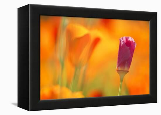 Close-Up of Wildflower-Craig Tuttle-Framed Premier Image Canvas