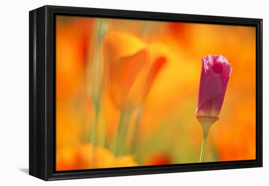 Close-Up of Wildflower-Craig Tuttle-Framed Premier Image Canvas