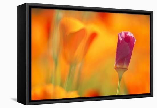 Close-Up of Wildflower-Craig Tuttle-Framed Premier Image Canvas