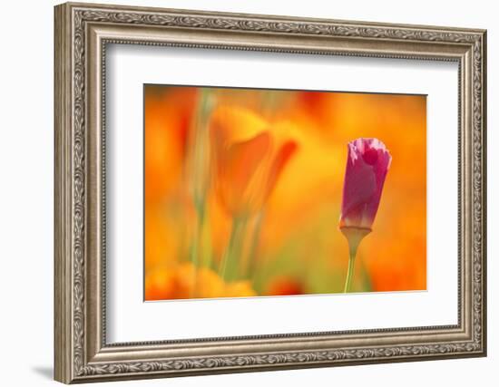 Close-Up of Wildflower-Craig Tuttle-Framed Photographic Print