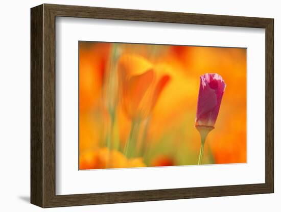 Close-Up of Wildflower-Craig Tuttle-Framed Photographic Print