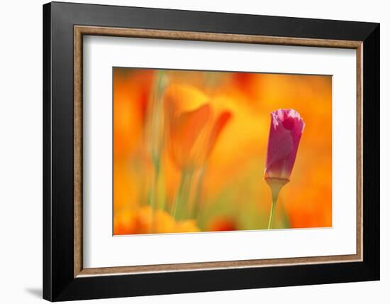 Close-Up of Wildflower-Craig Tuttle-Framed Photographic Print