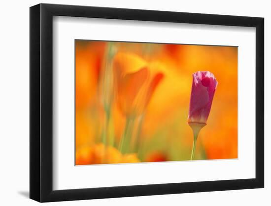 Close-Up of Wildflower-Craig Tuttle-Framed Photographic Print