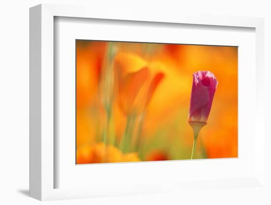 Close-Up of Wildflower-Craig Tuttle-Framed Photographic Print