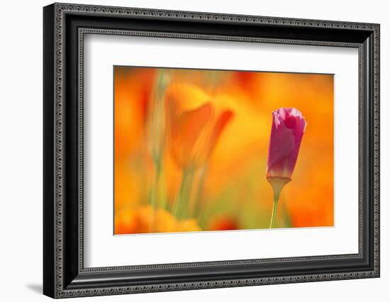 Close-Up of Wildflower-Craig Tuttle-Framed Photographic Print