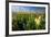 Close-Up of Wildflowers, Mount Rainier National Park, Washington State, USA-null-Framed Photographic Print