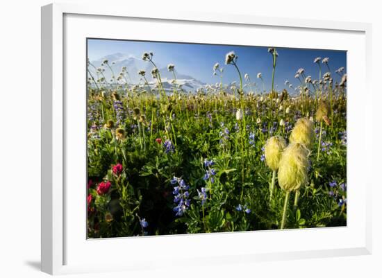 Close-Up of Wildflowers, Mount Rainier National Park, Washington State, USA-null-Framed Photographic Print