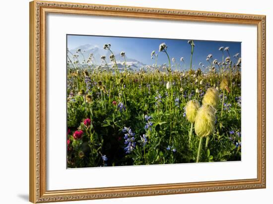 Close-Up of Wildflowers, Mount Rainier National Park, Washington State, USA-null-Framed Photographic Print