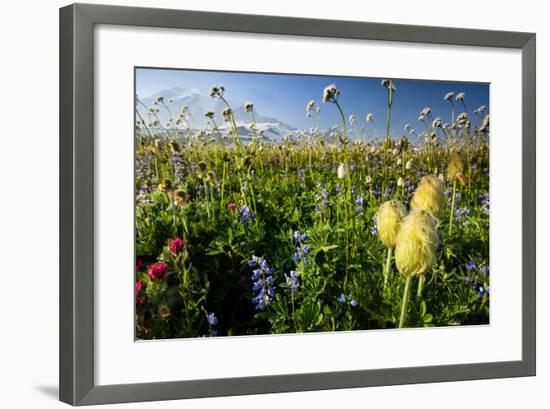 Close-Up of Wildflowers, Mount Rainier National Park, Washington State, USA-null-Framed Photographic Print