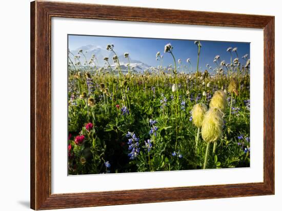 Close-Up of Wildflowers, Mount Rainier National Park, Washington State, USA-null-Framed Photographic Print