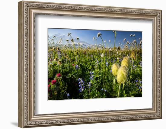 Close-Up of Wildflowers, Mount Rainier National Park, Washington State, USA-null-Framed Photographic Print