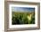 Close-Up of Wildflowers, Mount Rainier National Park, Washington State, USA-null-Framed Photographic Print