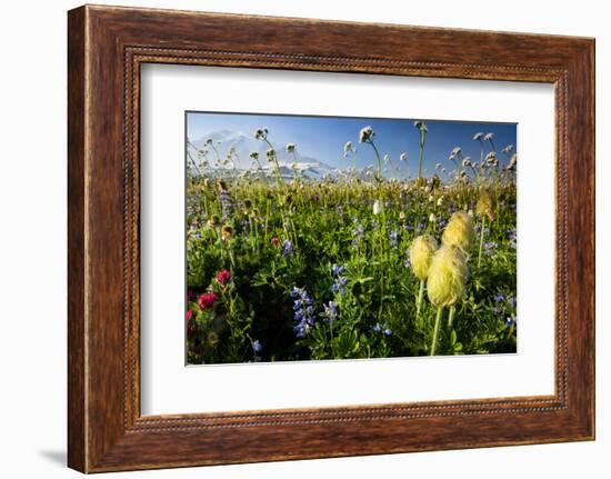 Close-Up of Wildflowers, Mount Rainier National Park, Washington State, USA-null-Framed Photographic Print