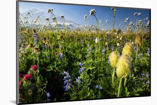 Close-Up of Wildflowers, Mount Rainier National Park, Washington State, USA-null-Mounted Photographic Print