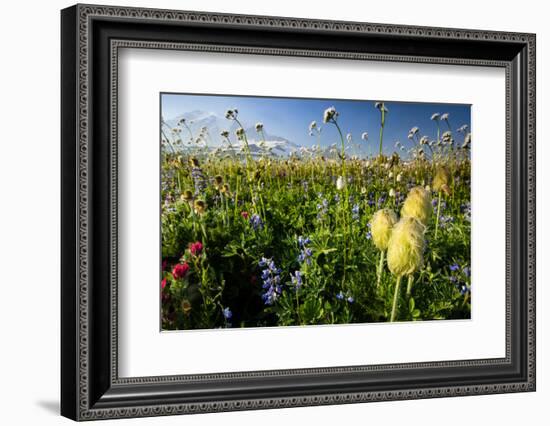 Close-Up of Wildflowers, Mount Rainier National Park, Washington State, USA-null-Framed Photographic Print