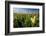 Close-Up of Wildflowers, Mount Rainier National Park, Washington State, USA-null-Framed Photographic Print