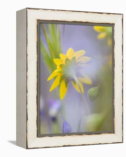 Close-up of Wildflowers-Ellen Anon-Framed Premier Image Canvas