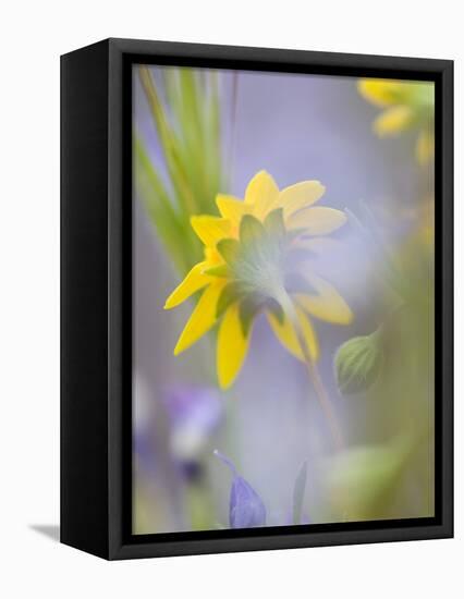 Close-up of Wildflowers-Ellen Anon-Framed Premier Image Canvas