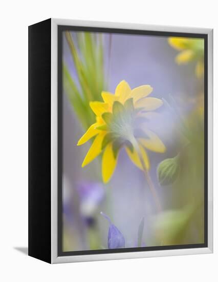 Close-up of Wildflowers-Ellen Anon-Framed Premier Image Canvas