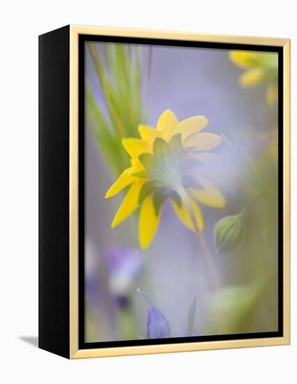 Close-up of Wildflowers-Ellen Anon-Framed Premier Image Canvas