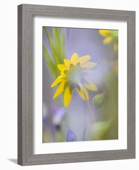 Close-up of Wildflowers-Ellen Anon-Framed Photographic Print