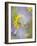Close-up of Wildflowers-Ellen Anon-Framed Photographic Print