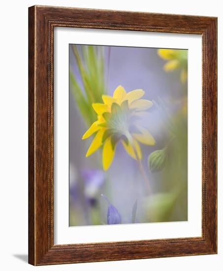 Close-up of Wildflowers-Ellen Anon-Framed Photographic Print