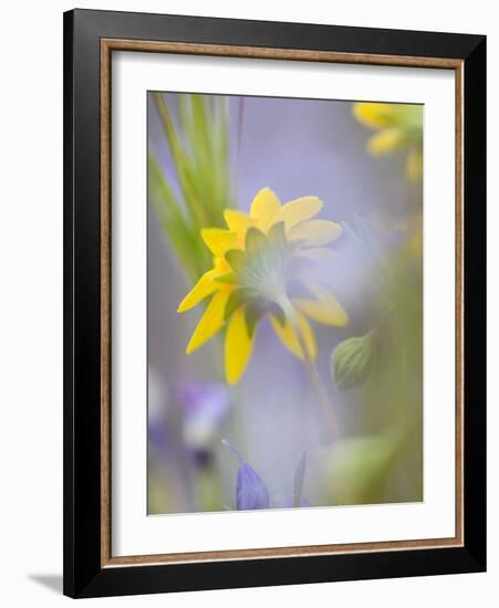 Close-up of Wildflowers-Ellen Anon-Framed Photographic Print